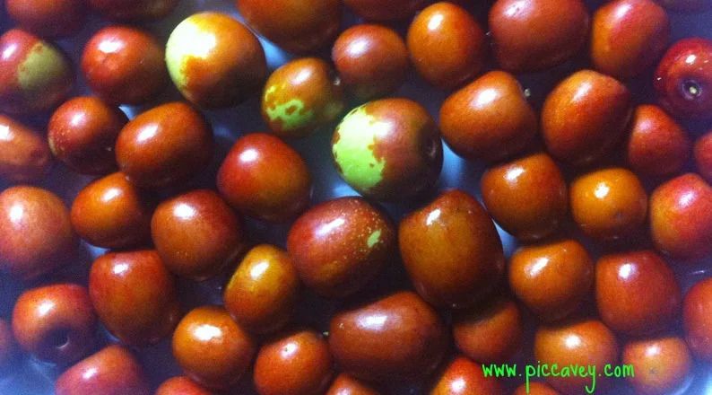 Jujube berries Azofaifa