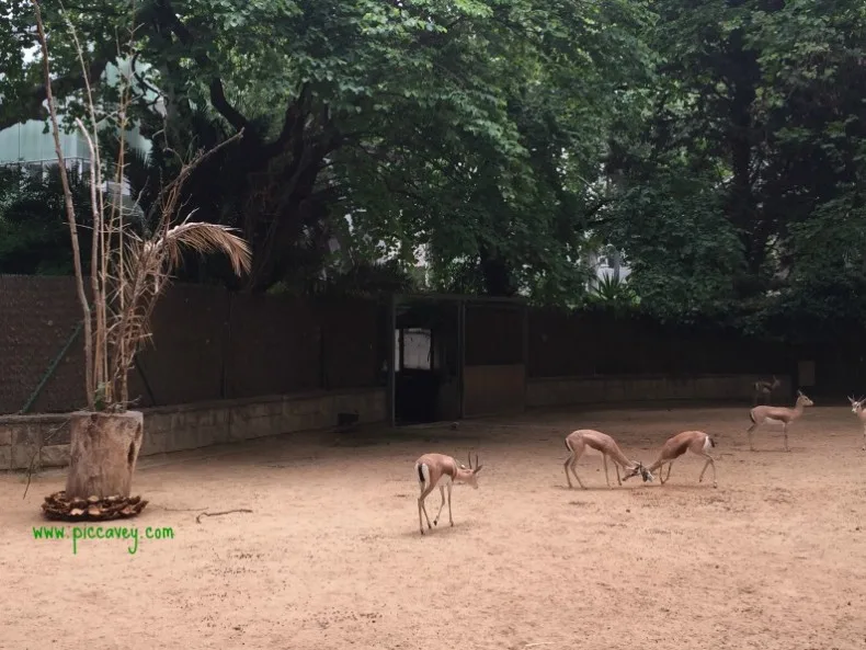 Barcelona Zoo 