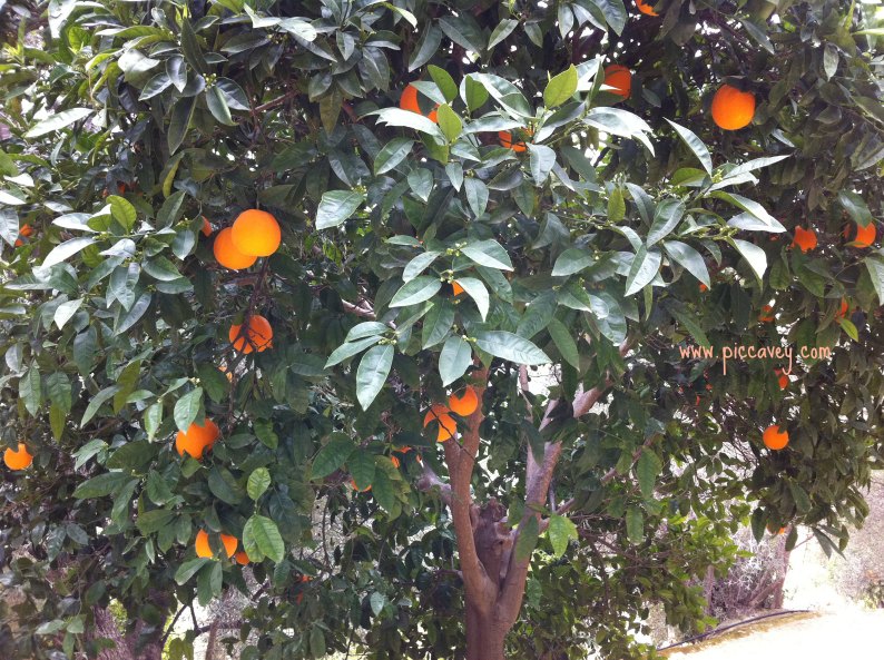 Orange tree in Spain