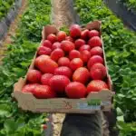 Superfood List - 10 Superfoods to add to your diet
