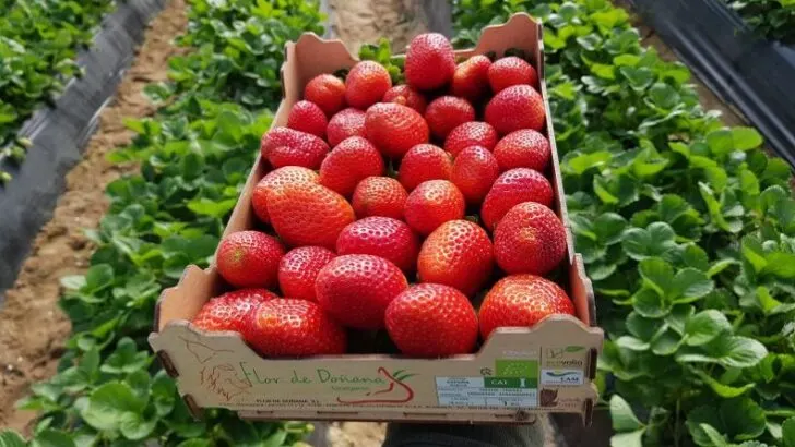 Superfood List – 10 Superfoods to add to your diet