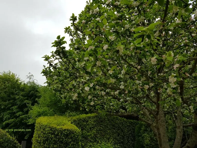 Cider Tree in Flower