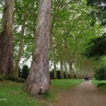 Trees at Botanic Garden in Gijon Asturias Spain