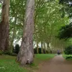 Trees at Botanic Garden in Gijon Asturias Spain