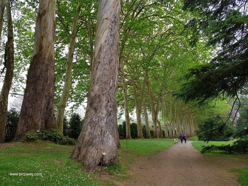 Trees at Botanic Garden in Gijon Asturias Spain