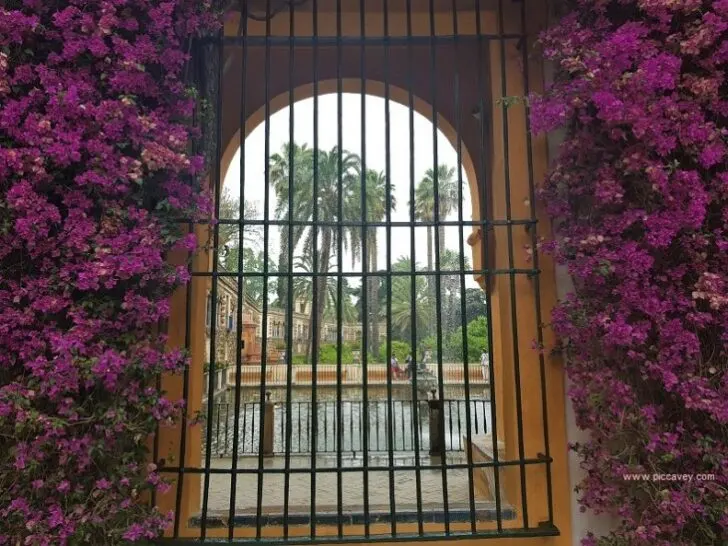 Bouganvillea in Seville Alcazar July 2018