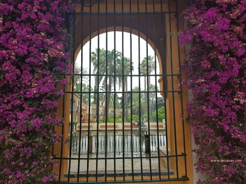 Bouganvillea in Seville Alcazar July 2018