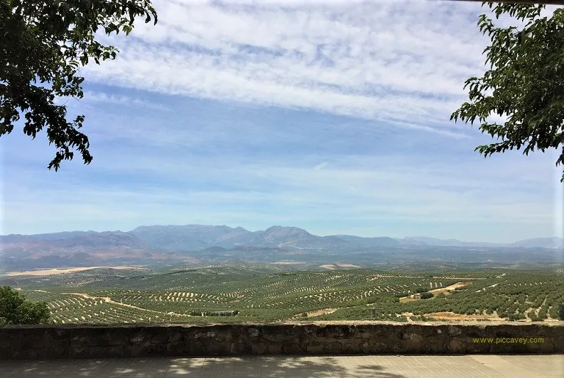 Ubeda Olive Trees Jaen