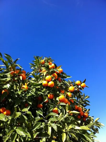 Oranges in Andalusia by piccavey