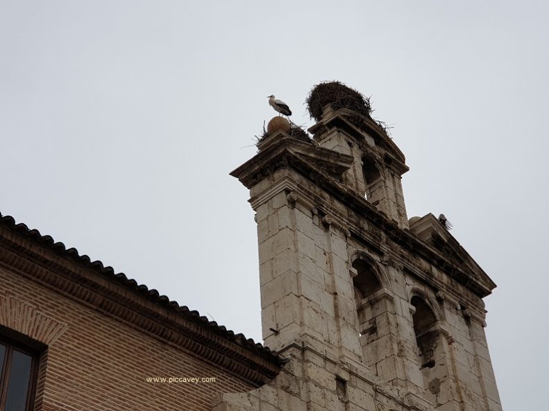 Alcala de Henares Spain by piccavey Storks
