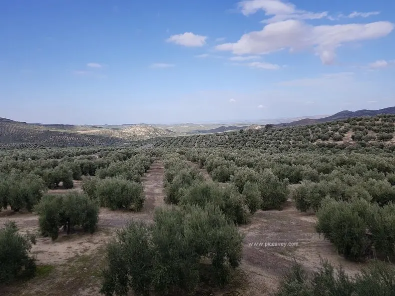 Field of Olives in Jaen Sierra Magina