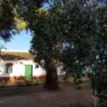 Olive Oil - A Story of Olives, their History, Benefits + Tasting