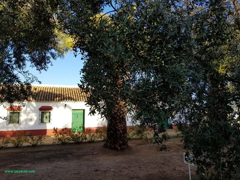 Hacienda Guzman Seville Olive Oi in Spain