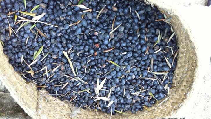 Olive picking for a Day in Lecrin Valley Andalusia