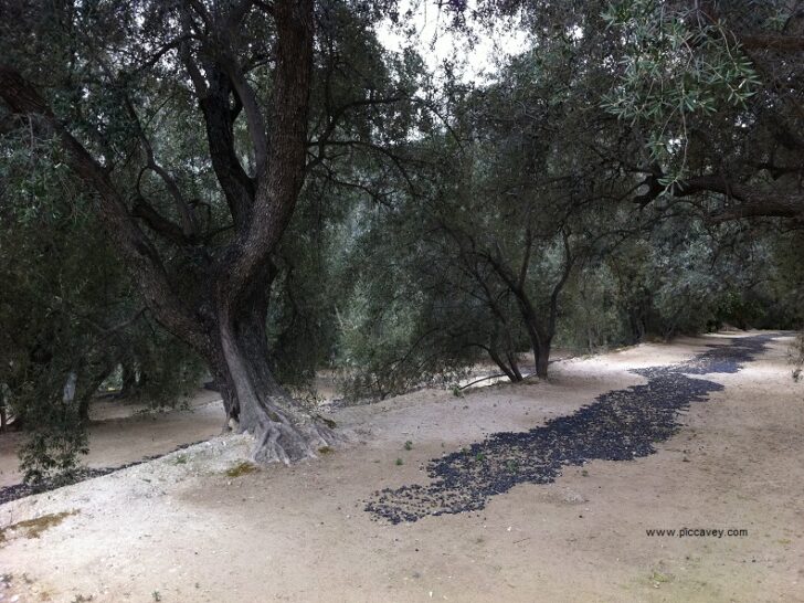 Olive Trees in Granada Spain Olives