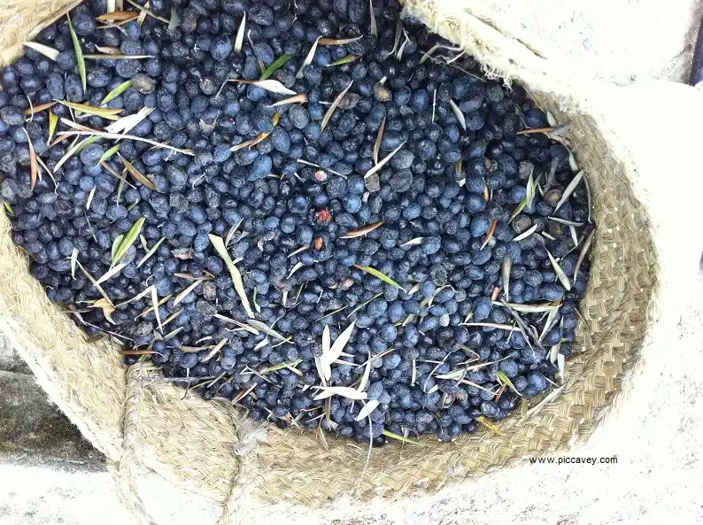 Olive Trees in Granada Spain