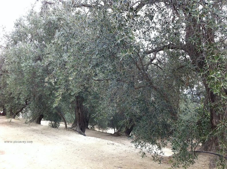 Olives on Trees in Granada Spain