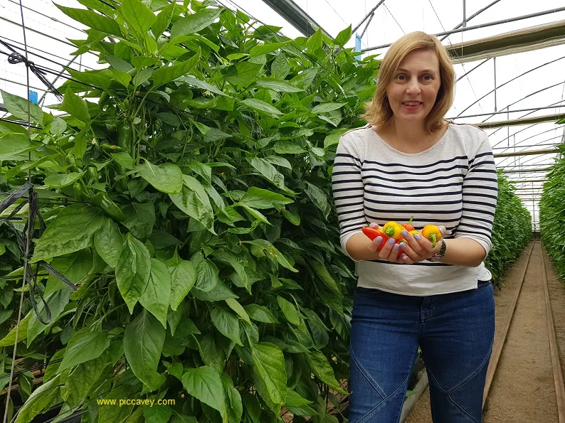 Clisol Almeria Peppers in Spain