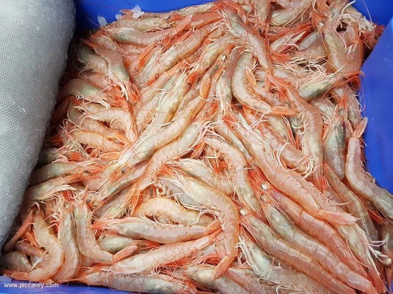 Fresh Prawns Almeria Spain