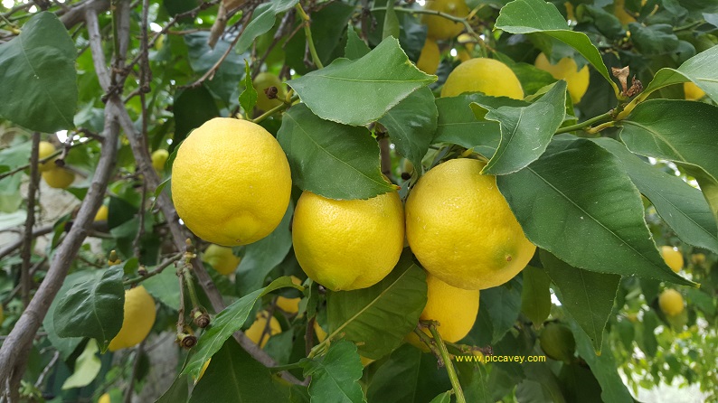 Lemons in Lecrin Valley Andalusia Spain blog