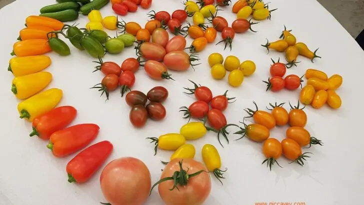 Almeria Spain ´s Gastronomic Capital 2019