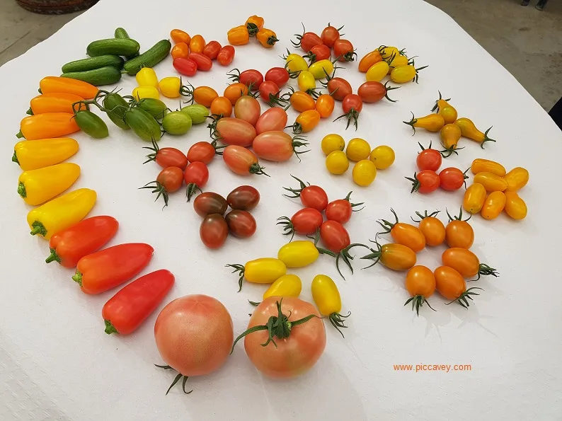 Tomatoes from Almeria Spain