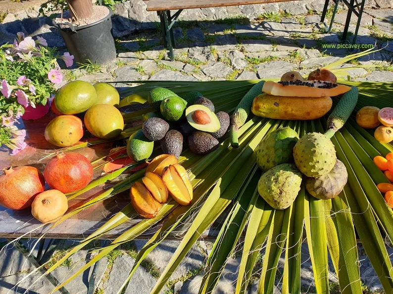 Tropical Fruit grown in Granada Spain