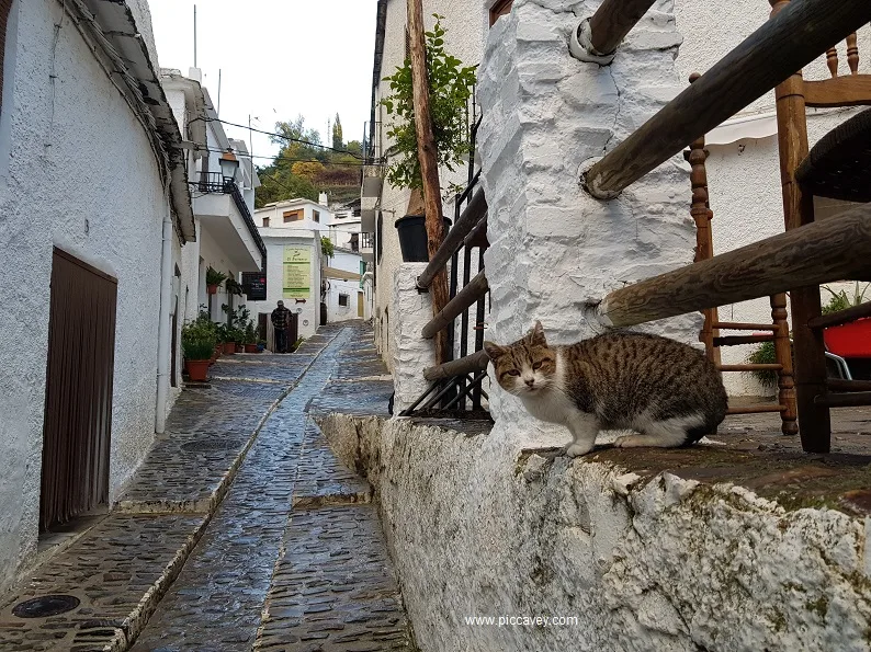 Pampaneira Alpujarra Cat