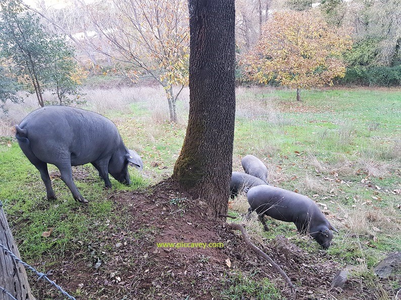 Iberian Pigs on Dehesa Huelva