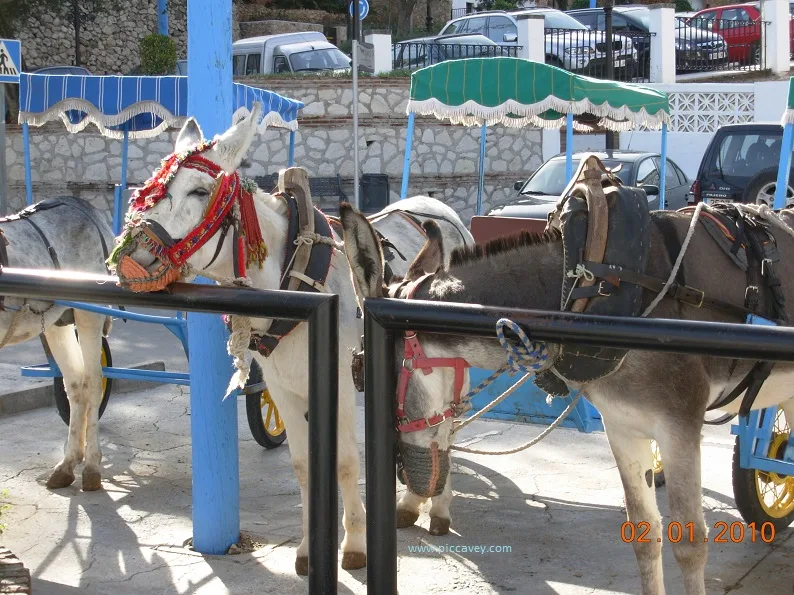 Donkeys in Mijas