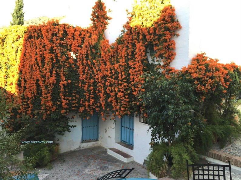 Flowers in Frigiliana Spain