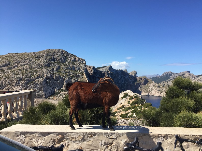 Majorca Goat Cap Formentor