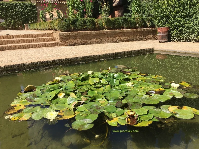 Lilypads in Alhambra Partal