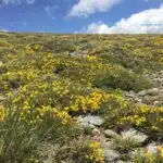 Ginesta Sierra Nevada Sustainable Spain
