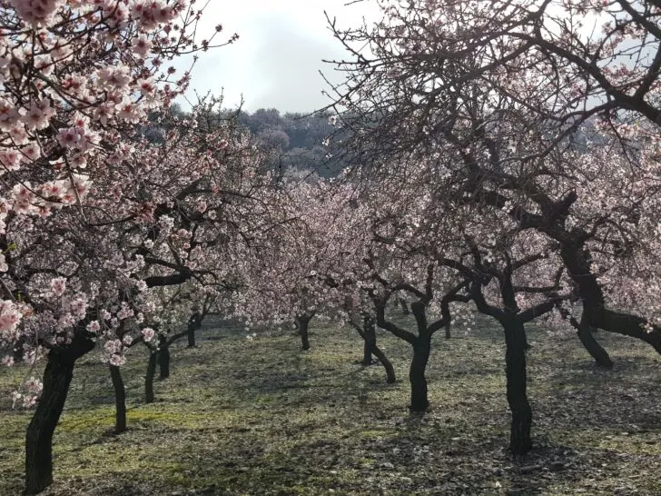 Six places to see cherry, peach, and almond blossoms in Catalonia