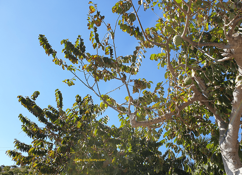 Cherimoya Tree in Andalucia Spain
