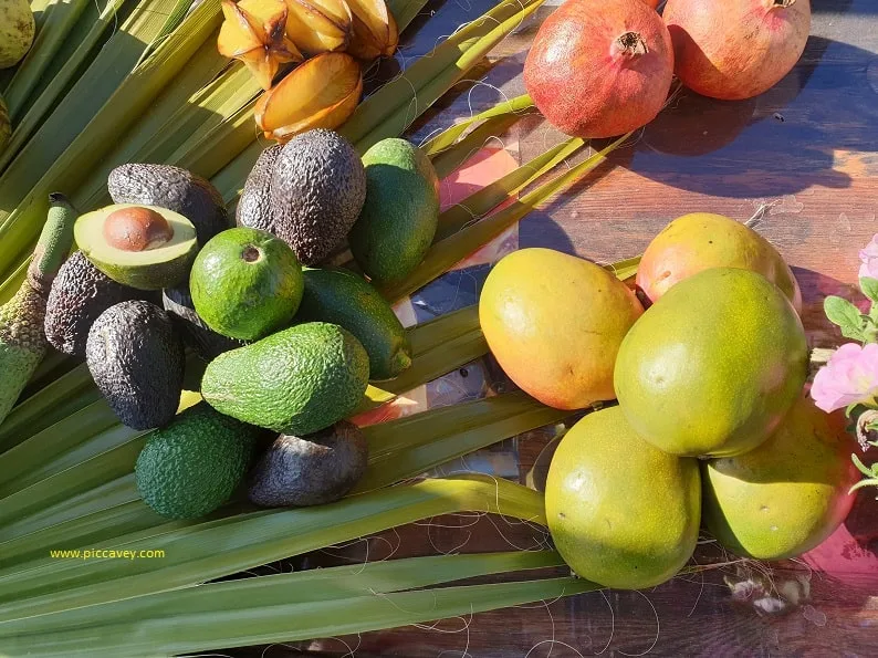 Tropical fruit production in South Spain