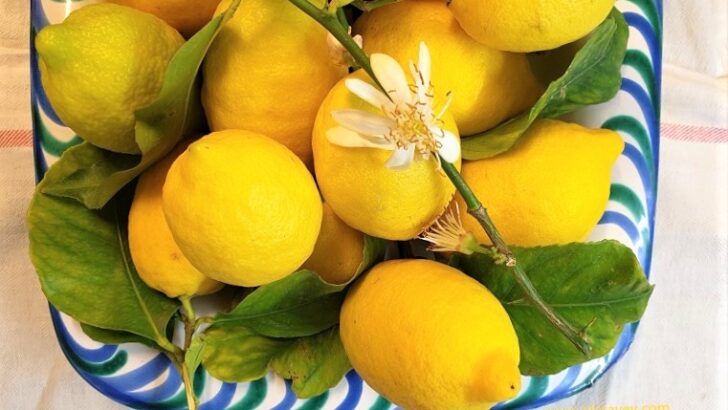 Spanish Fruit -A Seasonal guide. Quince, Chirimoya, Loquats