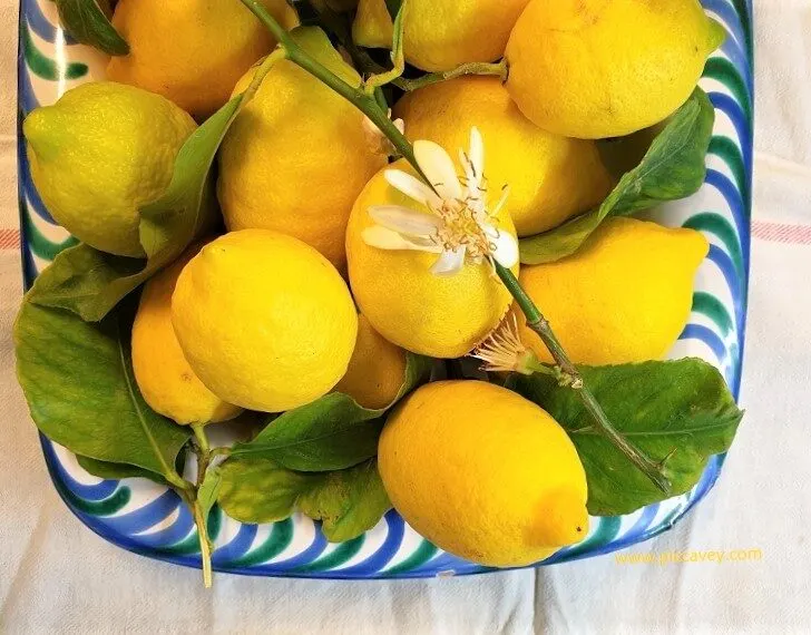 Lemons in Andalucia Spanish Fruit