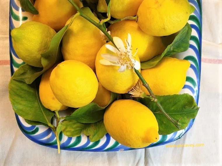 Lemons in Andalucia Spanish Fruit