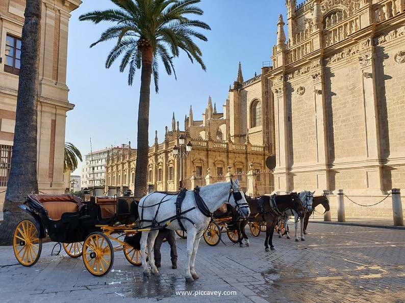 Horses Seville Cathedral 