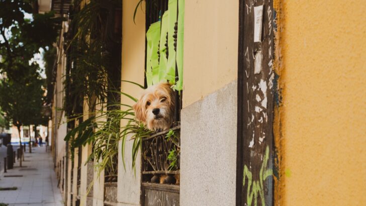 Keeping Pets in Spain – Tips for Happy Cats + Dogs