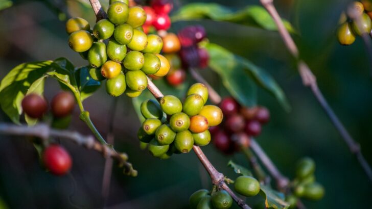 Spanish Coffee: The Most Northern Coffee Growers in the World