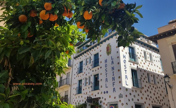 Campo del Principe Orange Tree in Granada Spain