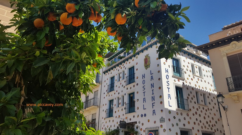 Campo del Principe Orange Tree in Granada Spain