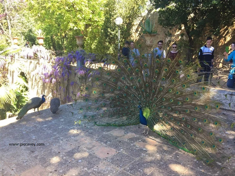 Peacocks at Carmen Martines Granada gardens