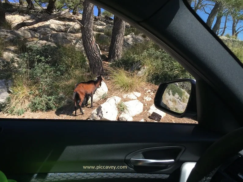 Goats seen from the Car Spain Travel