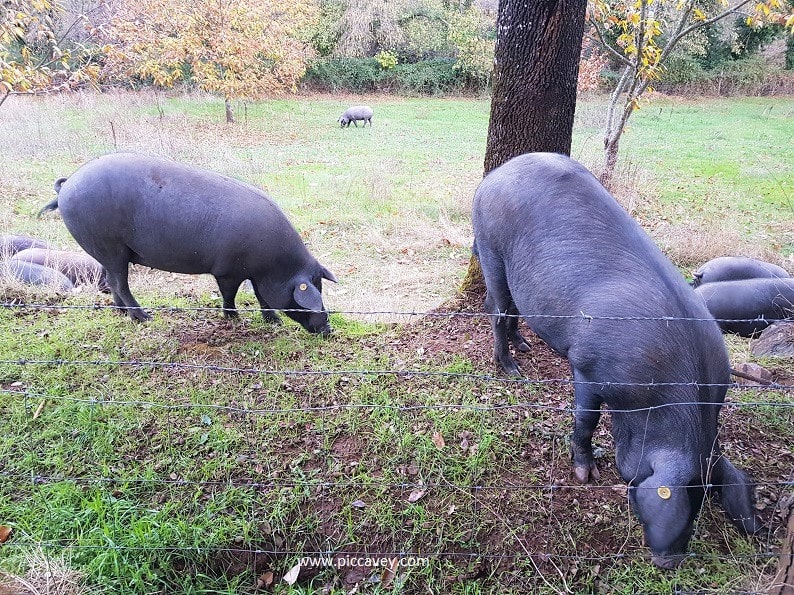 Iberian Pigs Spanish Ham in Andalucia