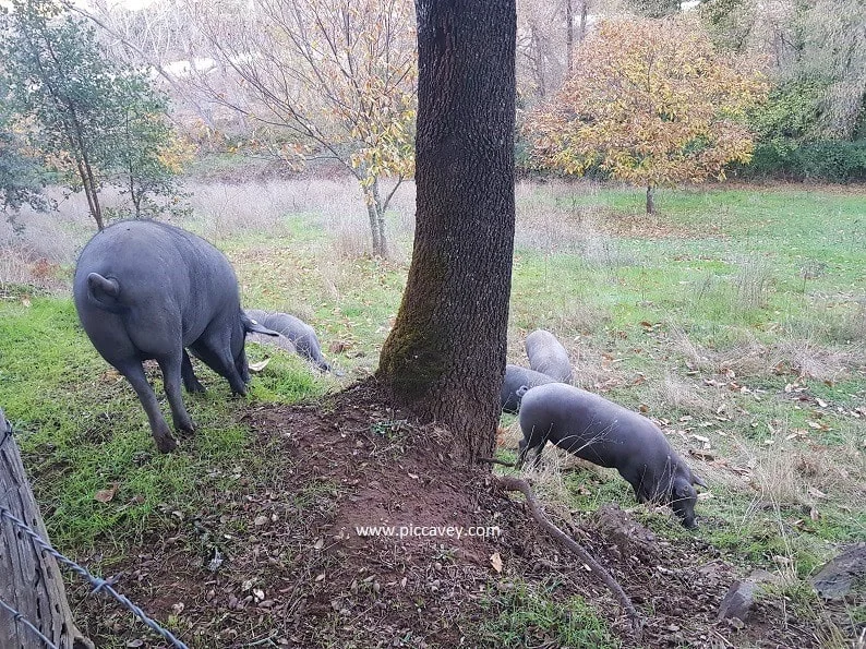 Iberian Pigs grazing in Jabugo-