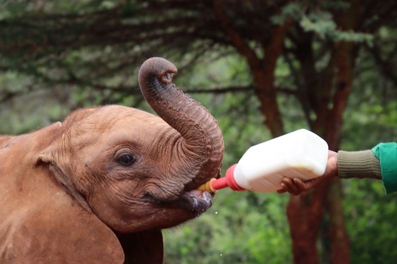 David Sheldrick Trust Nairobi Elephant Sanctuary